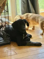 Male, a male German Shepherd Dog and German Shorthaired Pointer for sale in Boone, NC – 5 of 6