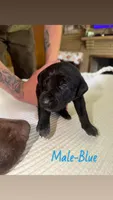 Male- Blue , a male German Shepherd Dog and German Shorthaired Pointer for sale in Boone, NC – 1 of 2