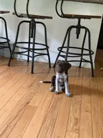Female-Red, a female German Shepherd Dog and German Shorthaired Pointer for sale in Boone, NC – 5 of 5