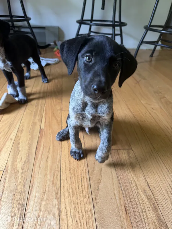 Male-Orange – German Shepherd Dog, German Shorthaired Pointer puppy for sale in Boone, NC