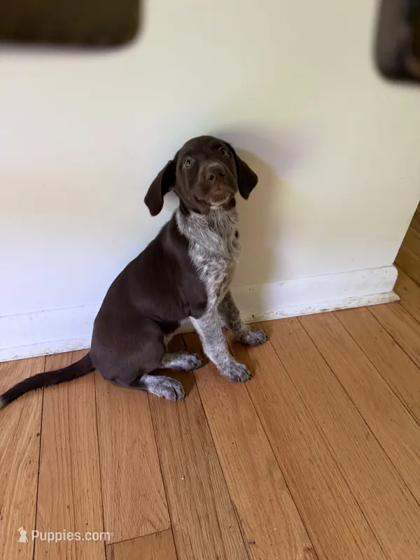 Female-Red – German Shepherd Dog, German Shorthaired Pointer puppy for sale in Boone, NC