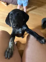 Male-green, a male German Shepherd Dog and German Shorthaired Pointer for sale in Boone, NC – 5 of 7