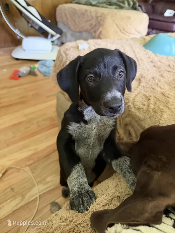 Female-Pink – German Shepherd Dog, German Shorthaired Pointer puppy for sale in Boone, NC
