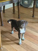 White-Male , a male German Shepherd Dog and German Shorthaired Pointer for sale in Boone, NC – 1 of 5