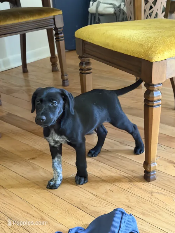 Male-green – German Shepherd Dog, German Shorthaired Pointer puppy for sale in Boone, NC