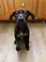 Male-green, a male German Shepherd Dog and German Shorthaired Pointer for sale in Boone, NC – 2 of 7