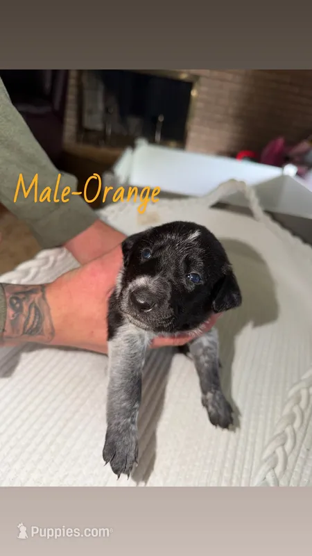 Male-Orange – German Shepherd Dog, German Shorthaired Pointer puppy for sale in Boone, NC