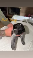 Male-Orange, a male German Shepherd Dog and German Shorthaired Pointer for sale in Boone, NC – 1 of 2