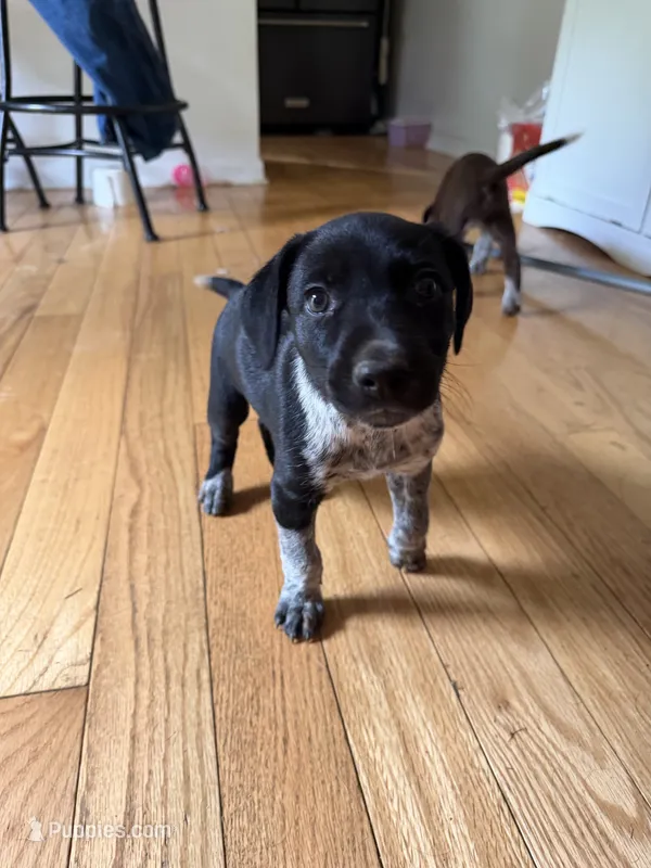 Female- Purple – German Shepherd Dog, German Shorthaired Pointer puppy for sale in Boone, NC