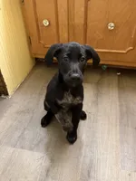 Male-green, a male German Shepherd Dog and German Shorthaired Pointer for sale in Boone, NC – 4 of 7