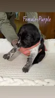 Female- Purple, a female German Shepherd Dog and German Shorthaired Pointer for sale in Boone, NC – 1 of 2