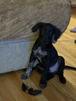 Male-green, a male German Shepherd Dog and German Shorthaired Pointer for sale in Boone, NC – 3 of 7
