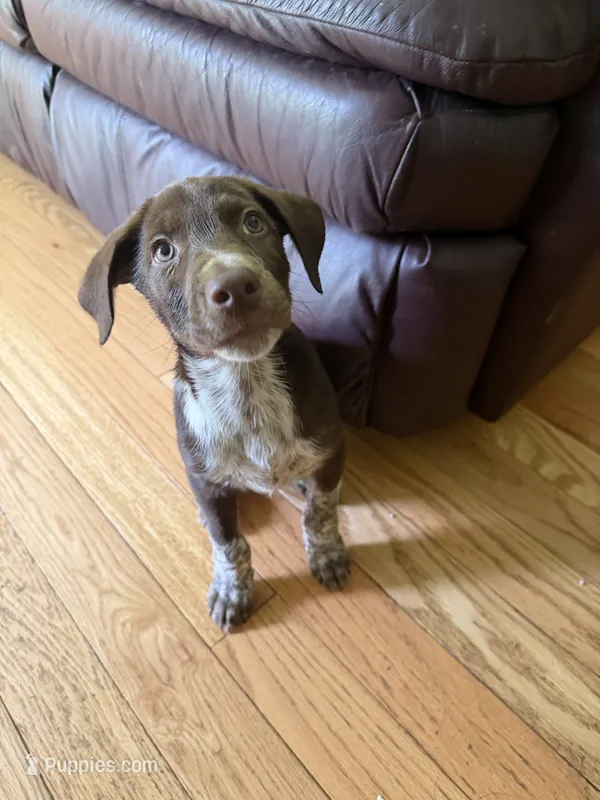 White-Male  – German Shepherd Dog, German Shorthaired Pointer puppy for sale in Boone, NC