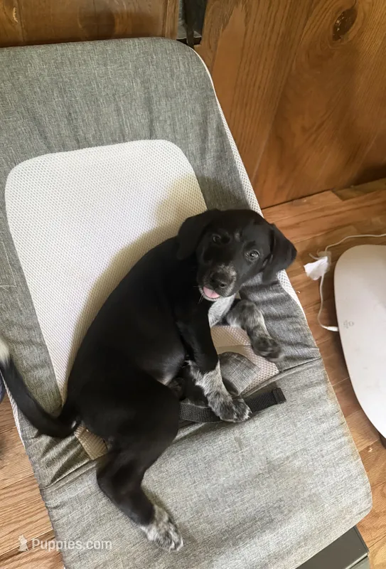 Female-Pink – German Shepherd Dog, German Shorthaired Pointer puppy for sale in Boone, NC