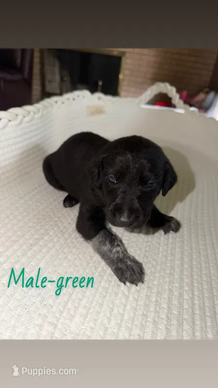 Male-green – German Shepherd Dog, German Shorthaired Pointer puppy for sale in Boone, NC