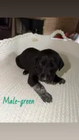 Male-green, a male German Shepherd Dog and German Shorthaired Pointer for sale in Boone, NC – 1 of 2