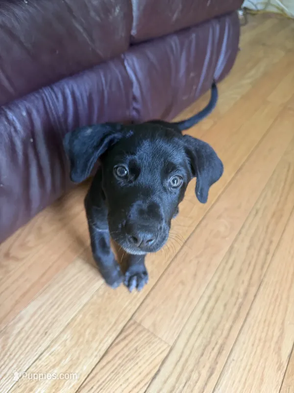 Male- Blue  – German Shepherd Dog, German Shorthaired Pointer puppy for sale in Boone, NC