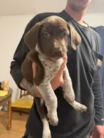 Female-Red, a female German Shepherd Dog and German Shorthaired Pointer for sale in Boone, NC – 1 of 5