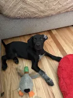 Male, a male German Shepherd Dog and German Shorthaired Pointer for sale in Boone, NC – 6 of 6