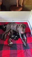 White-Male , a male German Shepherd Dog and German Shorthaired Pointer for sale in Boone, NC – 5 of 5