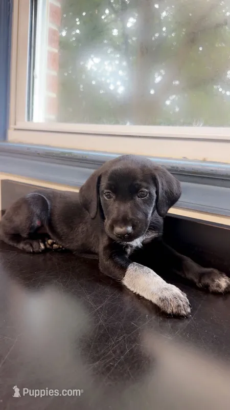 Male-green – German Shepherd Dog, German Shorthaired Pointer puppy for sale in Boone, NC