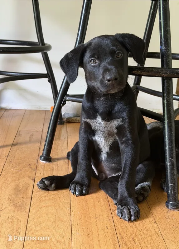 Male- Blue  – German Shepherd Dog, German Shorthaired Pointer puppy for sale in Boone, NC
