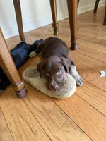 White-Male , a male German Shepherd Dog and German Shorthaired Pointer for sale in Boone, NC – 2 of 5