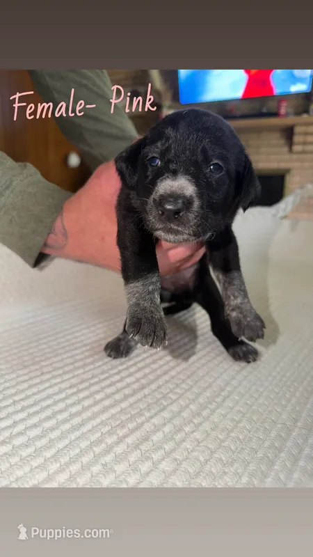 Female-Pink – German Shepherd Dog, German Shorthaired Pointer puppy for sale in Boone, NC