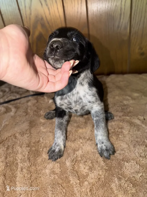 Female- Purple – German Shepherd Dog, German Shorthaired Pointer puppy for sale in Boone, NC