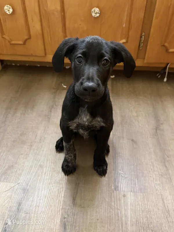 Male-green – German Shepherd Dog, German Shorthaired Pointer puppy for sale in Boone, NC
