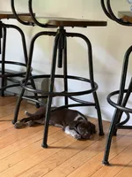 Female-Red, a female German Shepherd Dog and German Shorthaired Pointer for sale in Boone, NC – 4 of 5