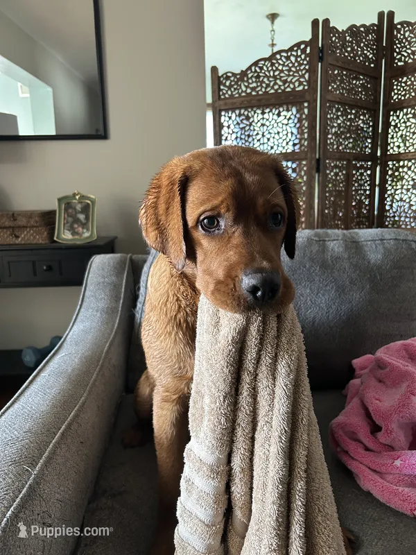 Reggie – Labrador Retriever puppy for sale in St. Louis, MO