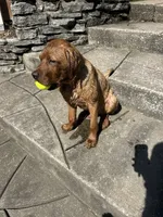 Reggie, a male Labrador Retriever for sale in St. Louis, MO – 5 of 6
