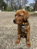 Reggie, a male Labrador Retriever for sale in St. Louis, MO – 6 of 6