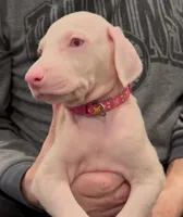 iona pink collar girl, a female Doberman Pinscher for sale in Cedar Rapids, IA – Photo 7 of 8