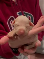 iona pink collar girl, a female Doberman Pinscher for sale in Cedar Rapids, IA – Photo 5 of 8