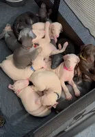 iona pink collar girl, a female Doberman Pinscher for sale in Cedar Rapids, IA – Photo 8 of 8