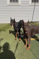 Foxglove Gray Black Boy, a male Doberman Pinscher for sale in Cedar Rapids, IA – Photo 5 of 8