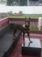 Foxglove Gray Black Boy, a male Doberman Pinscher for sale in Cedar Rapids, IA – Photo 7 of 8