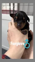 Foxglove Gray Black Boy, a male Doberman Pinscher for sale in Cedar Rapids, IA – Photo 2 of 8