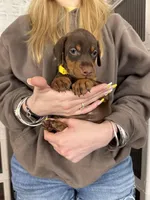 Jennifer euro champion line, a female Doberman Pinscher for sale in Cedar Rapids, IA – Photo 8 of 10