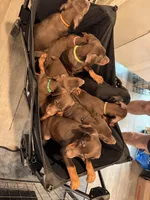 Jennifer euro champion line, a female Doberman Pinscher for sale in Cedar Rapids, IA – Photo 9 of 10