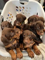 Jennifer euro champion line, a female Doberman Pinscher for sale in Cedar Rapids, IA – Photo 10 of 10