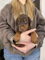 Jennifer euro champion line, a female Doberman Pinscher for sale in Cedar Rapids, IA – Photo 6 of 10