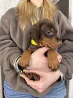 Jennifer euro champion line, a female Doberman Pinscher for sale in Cedar Rapids, IA – Photo 7 of 10