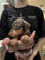 Kave 🤎collar red male, a male Doberman Pinscher for sale in Cedar Rapids, IA – Photo 2 of 3