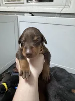 Kave 🤎collar red male, a male Doberman Pinscher for sale in Cedar Rapids, IA – Photo 3 of 3