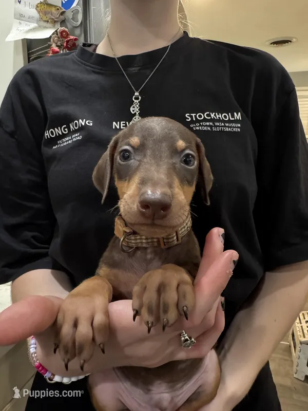 Kave 🤎collar red male, a male Doberman Pinscher for sale in Cedar Rapids, IA – Photo 1 of 3