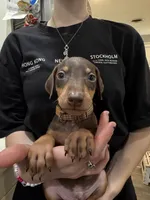 Kave 🤎collar red male, a male Doberman Pinscher for sale in Cedar Rapids, IA – Photo 1 of 3