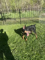 Kara 💜collar cropped 🖤female, a female Doberman Pinscher for sale in Cedar Rapids, IA – 8 of 8